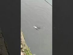 Balık Yemi Yem Tam Yüzme Katmanı Sahte Yem Deniz ve Tatlı Su