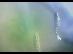 3D Gözler BGO Plastik Balık Yemleri Deniz altında Sekiz Çoklu Eklemli Balık Yemleri