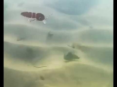 Kan solucanları yemleri tam yüzme katmanı minnow çoklu eklemli balık avı yemleri