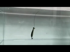 PVC Loach Yumuşak Yem Silikon Sahte Yumuşak Yem Balıkçı Yem