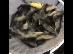 Galvanize Yapraklı Balık yetiştirme tankı ile PVC Tarpaulin Balık Havuzu